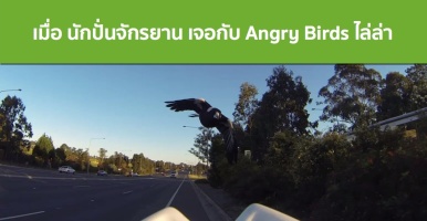 เมื่อ นักปั่นจักรยาน เจอกับ Angry Birds ไล่ล่า