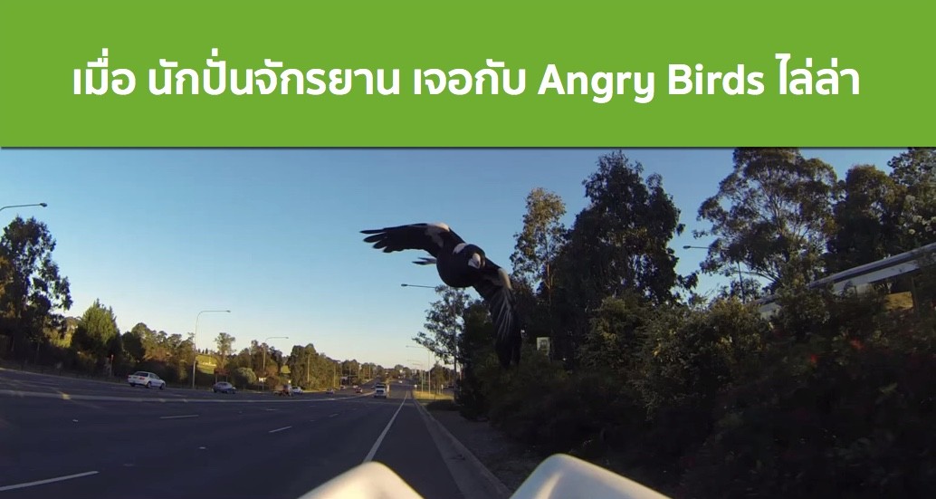 เมื่อ นักปั่นจักรยาน เจอกับ Angry Birds ไล่ล่า